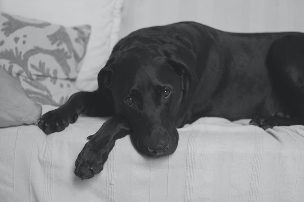 churchills-black-dog
