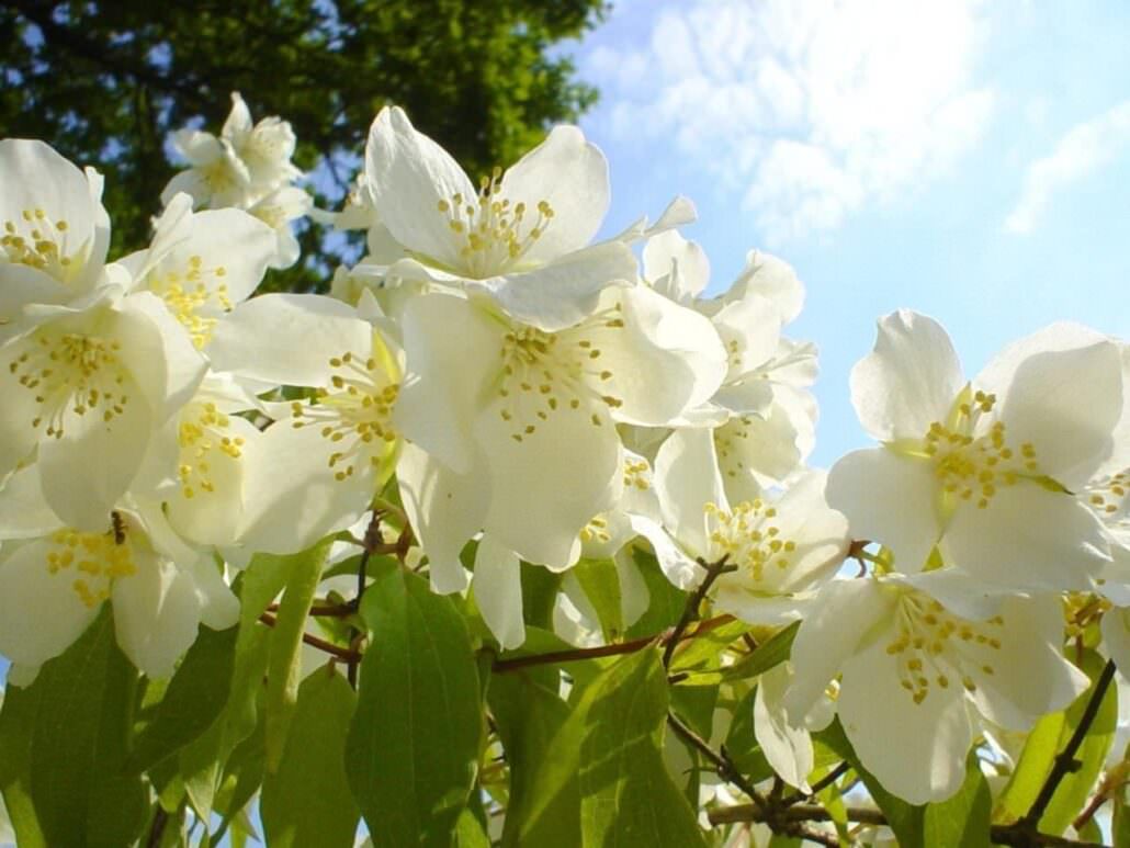jasmine flowers can help you with your depression, anxiety, and overall mental health