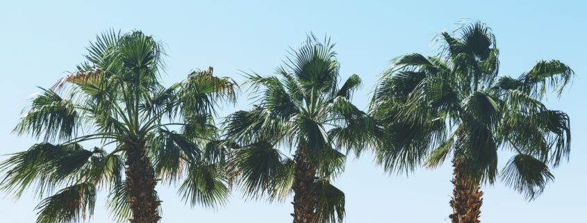 palm trees in california RXBBPC2 10 Ways Wellness Retreats in California Can Help Your Mental Health